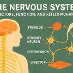 Nervous System in Neurol