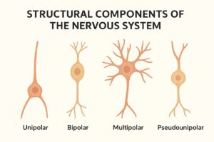 Structural Components of Nervous System