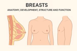 breast anatomy