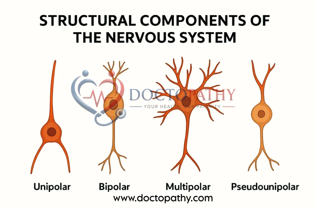 Structural components of the nervous system: Understanding the functioning of neurons